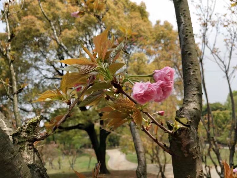每年的四五月份是石峰公园的樱花节,大片的樱花盛开,是株洲市的一大