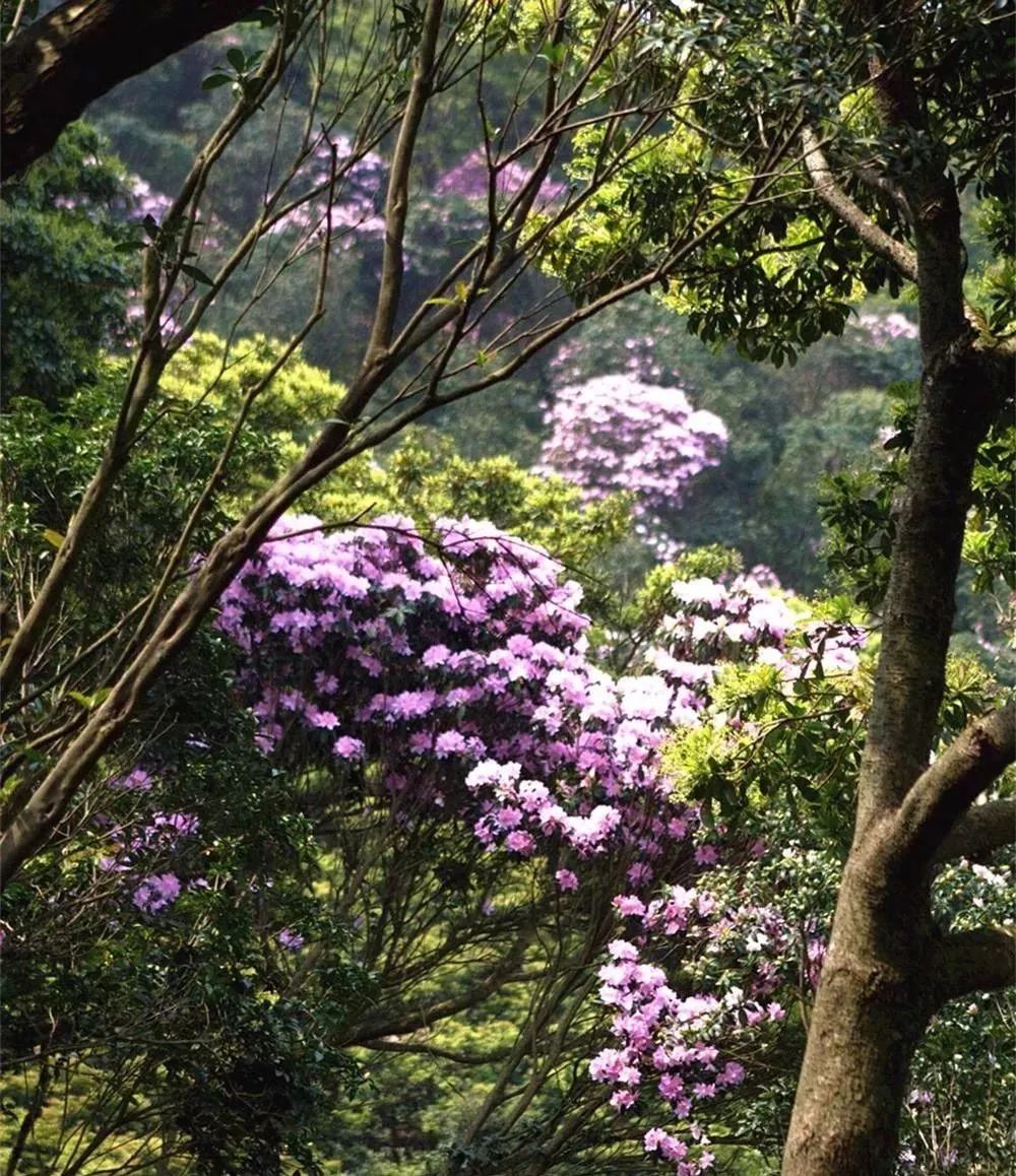 十里杜鵑花海美到犯規,而且還免費!