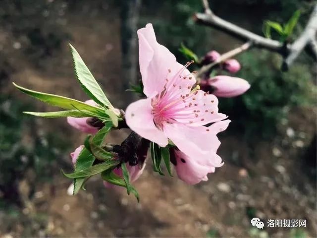 洛陽龍門山桃花盛開春華秋實綠博園熱鬧非凡