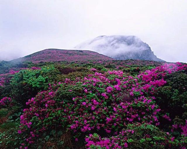 旅遊 正文 丨賞杜鵑好去處丨 阿城金龍山●杜鵑花 每年5月,金龍山風景