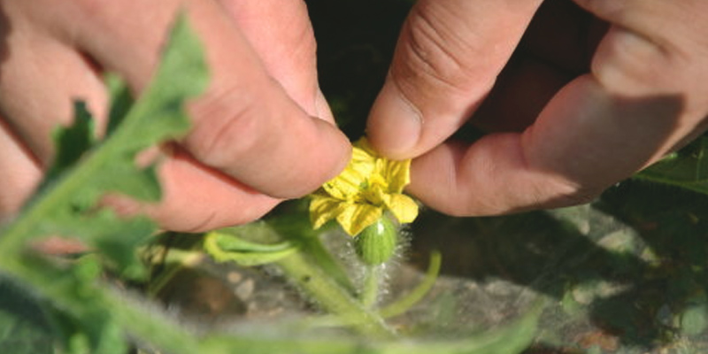 浙江大棚西瓜健康种植技术,走精品农业要和长季节栽培说再见