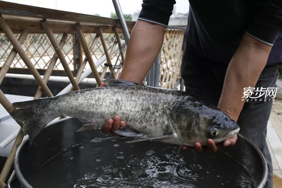 ▼ ▼ 套餐:順德無骨桑拿大頭魚片 椒鹽魚排 啫啫魚頭 娃娃菜 冬瓜