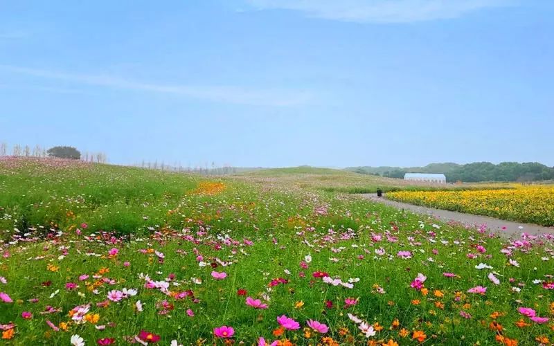 萬畝水上油菜花媲美北海道的七彩花海人均￥350上海周邊賞花全搞定