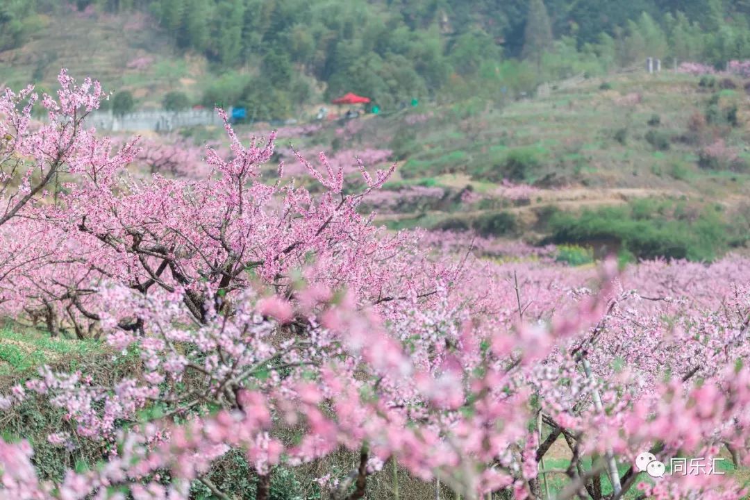 说到阳山畈的山花节其实小编最服气的还不是浪漫桃花而是.