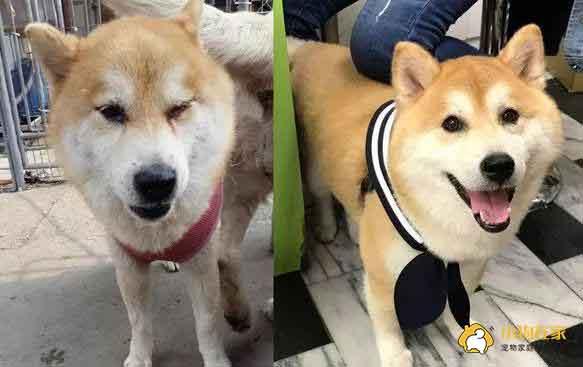 柴犬多次被弃养心碎暴瘦 拒绝脱背带 以为又要被送走