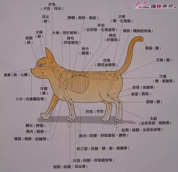 猫的身体结构图及名称图片