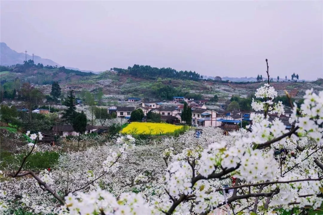 彭州红岩镇梨花坪"梨花一枝春带雨,清风十里泥也香.