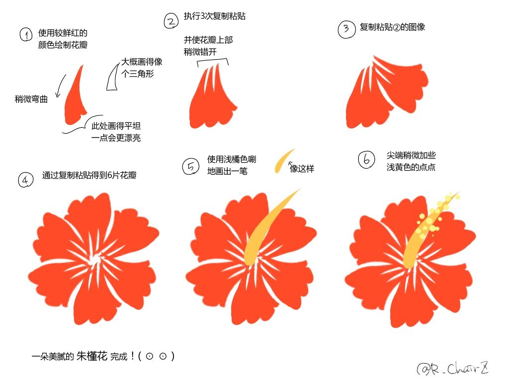 扶桑花解剖图图片