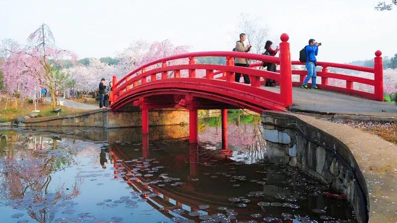 樱花桥的样子图片
