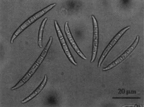 经鉴定,导致小麦茎基腐病的病原菌主要是假禾谷镰刀菌,一种是禾谷镰刀