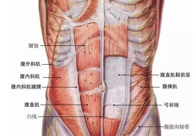 人鱼线在哪个部位图片