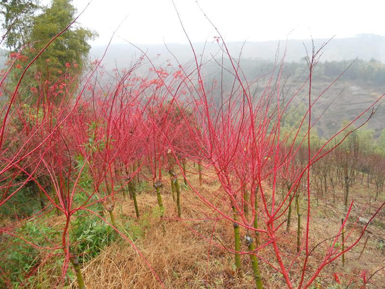 廣西紅楓基地的紅楓苗小苗紅楓樹簡單介紹