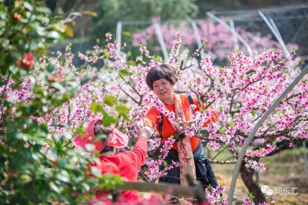 说到阳山畈的山花节其实小编最服气的还不是浪漫桃花而是.