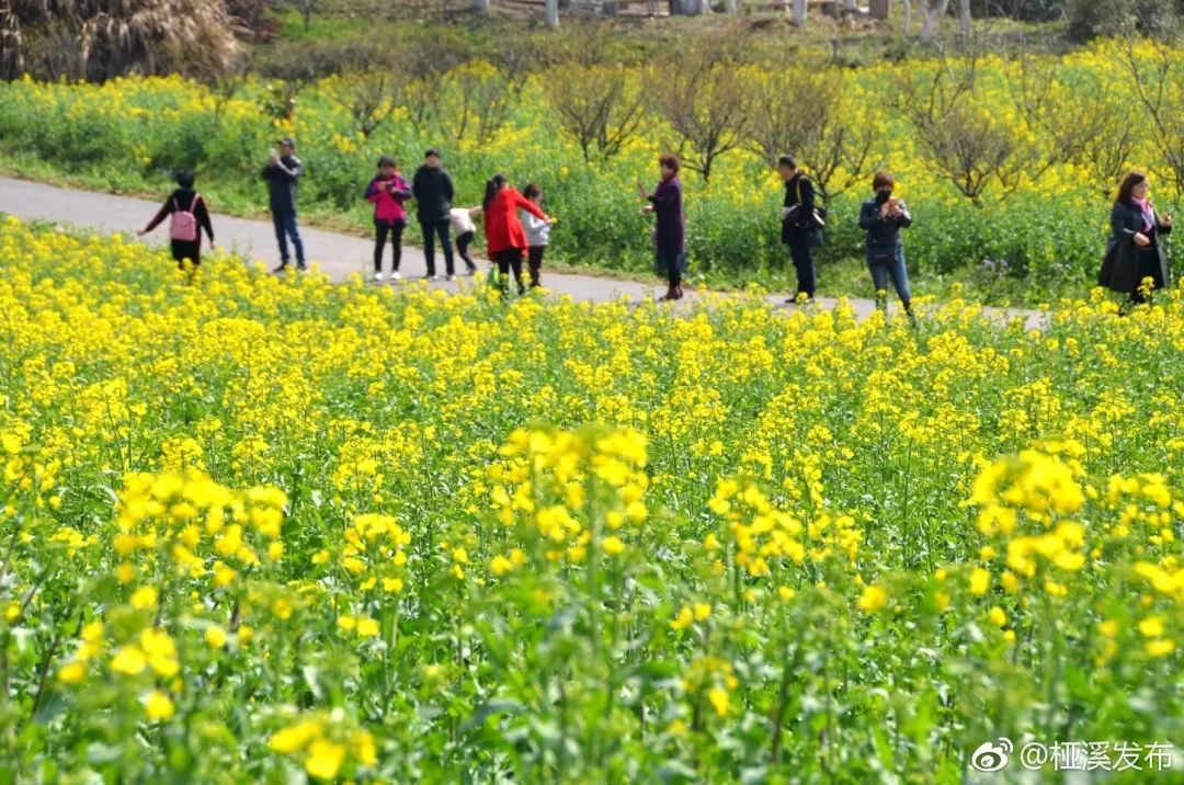 高淳油菜花怒放!一日遊攻略新鮮出爐!趕緊來打卡!