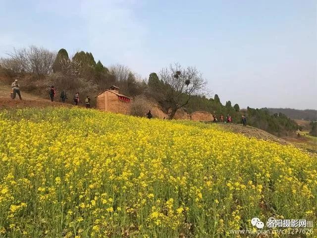 春暖花開洛陽洛寧行,愛和小鎮藝術的世界,花的海洋