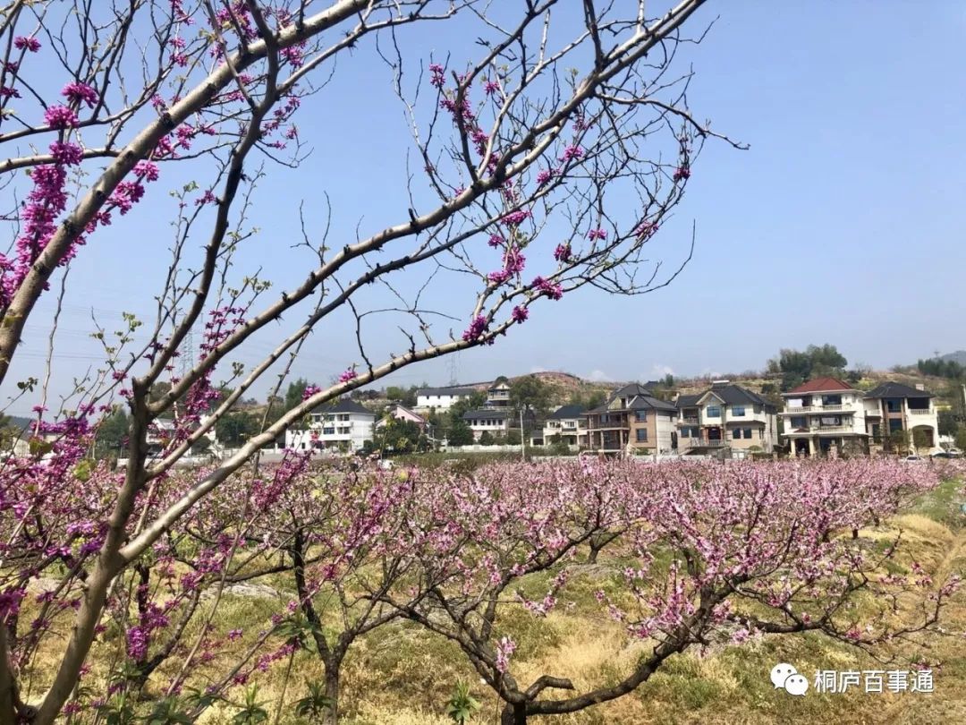 美翻了桐庐阳山畈第十届山花节今日开幕啦