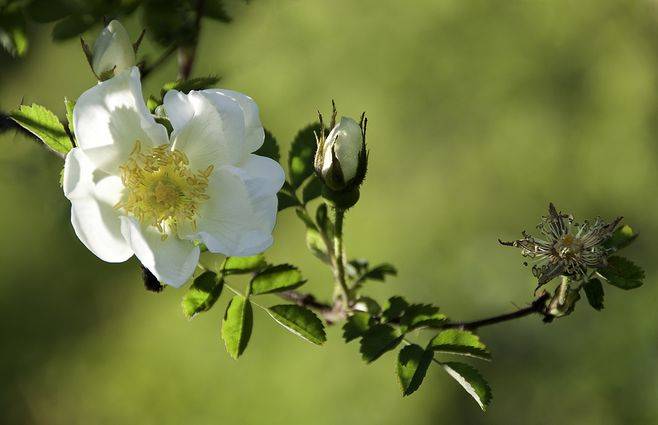 次第花開爭戀春朵朵芳菲醉霞雲