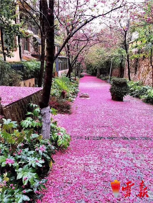 春城午后降疾雨 却是繁花落满地