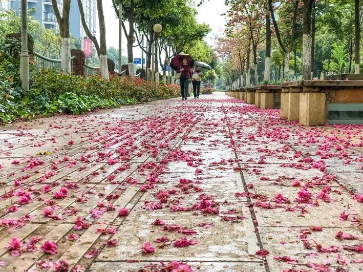 轎子山銀裝素裹 城裡繁花滿地…網友跪求:別打掃了