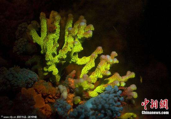 大马拟治理破坏海洋生态行为 游客犯错教练同罪