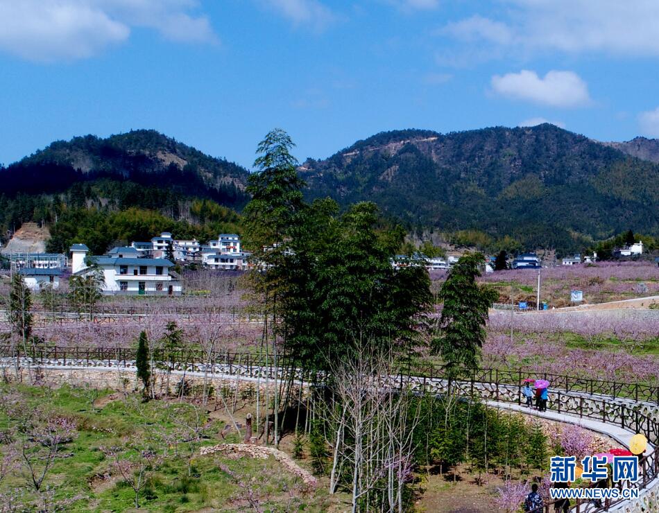 湖南桂東縣青竹村桃花朵朵開