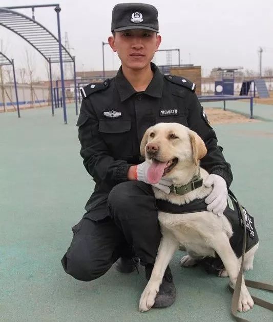 真实的警犬拉拉图片图片