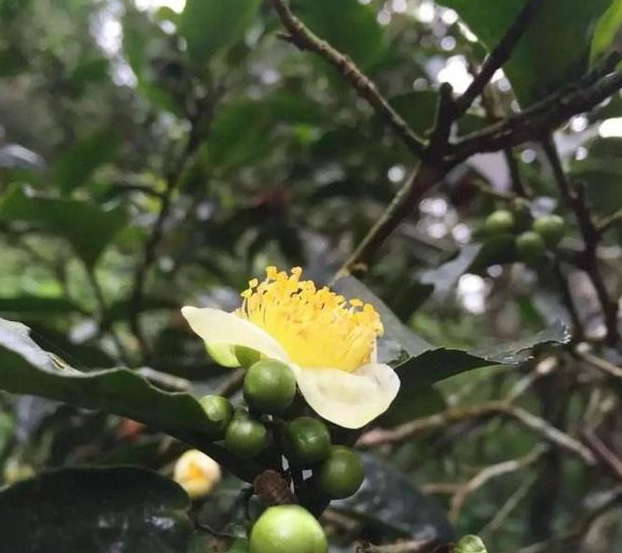 新手篇:野茶树简介,野生茶小知识