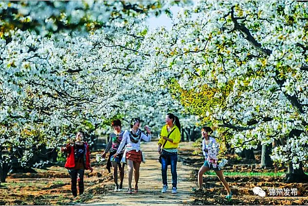 中國北鎮梨花節時間定了!