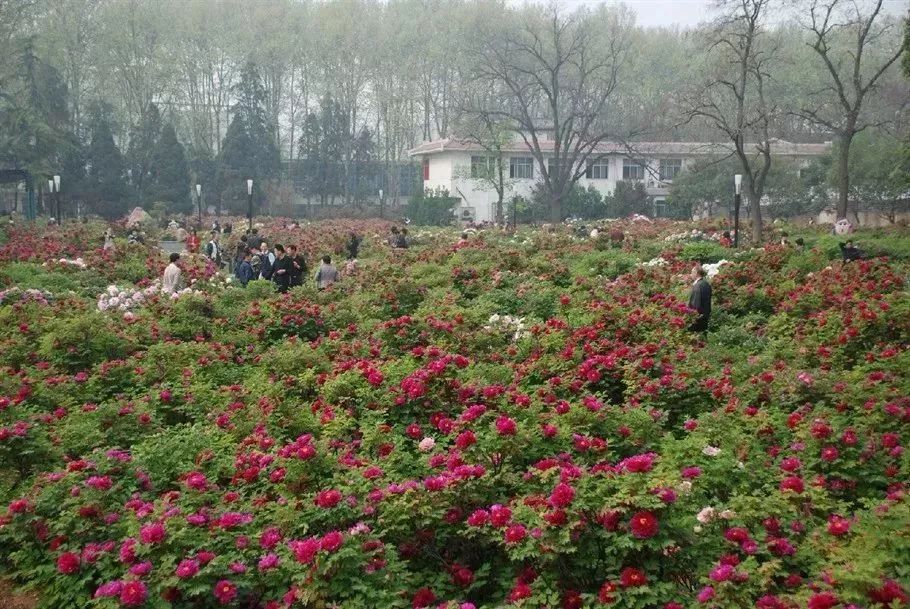 牡丹公園位於西苑路,全園佔地面積100畝,自1983年舉辦洛陽牡丹花會