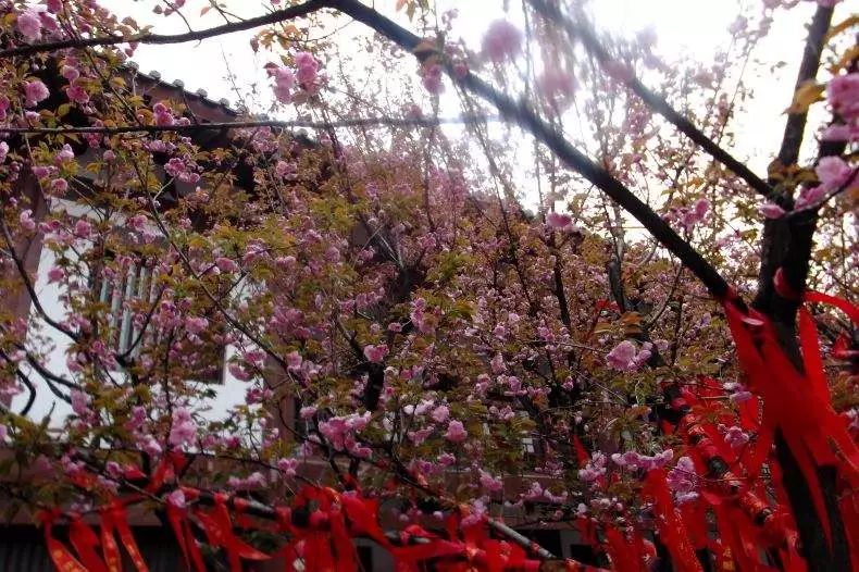 湄潭樱花节图片