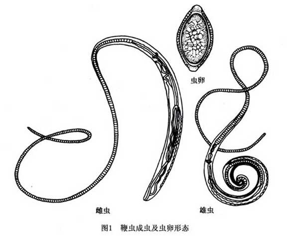 猪病防治要点十常见体内寄生虫病