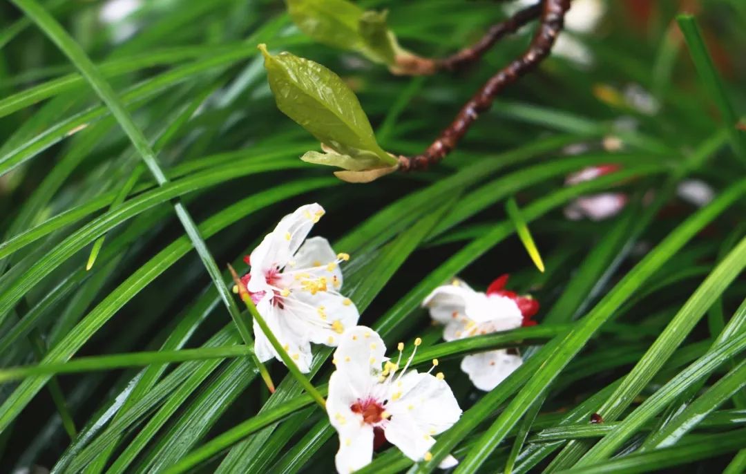 劉長卿《別嚴士元》正是江南好風景,落花時節又逢君.