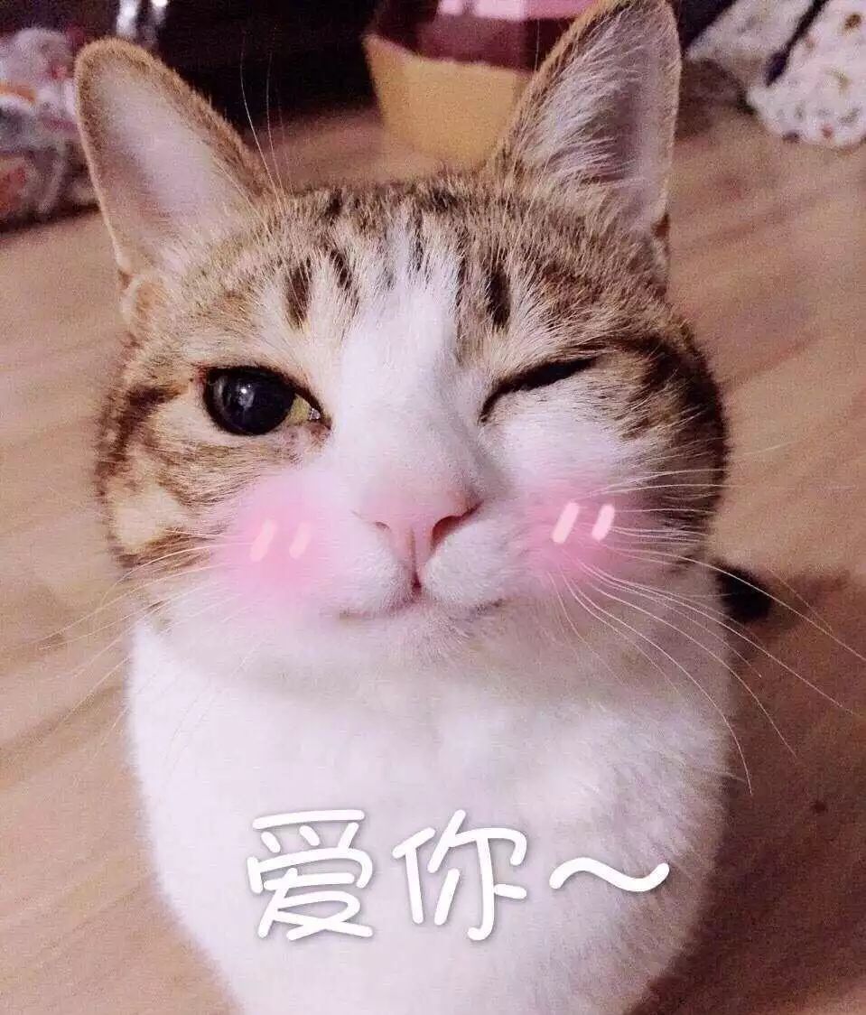 害羞表情包 猫咪图片