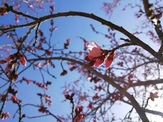 其他赏花地点:山桃花赏花地井坪公园桃花园,市民公园园区,植物园西门