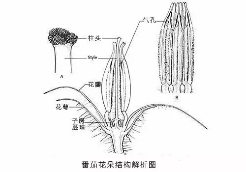 番茄花解剖图图片