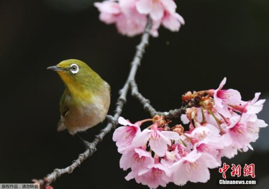 春意枝头闹 东京樱花满开美如画赏花客络绎不绝