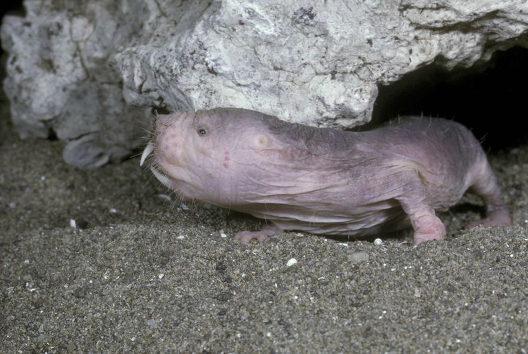 诡异的裸鼹鼠冷血的哺乳动物无感痛痒能无氧生存还能抗癌