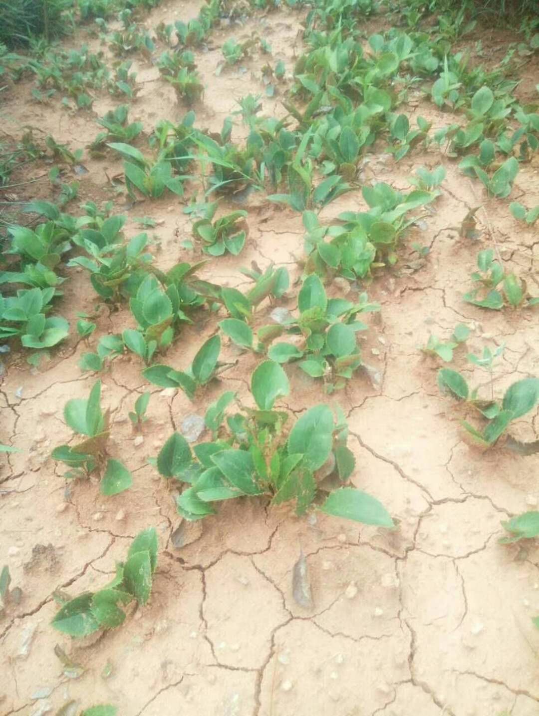 常用大宗中藥材種植技術蒼朮種植技術