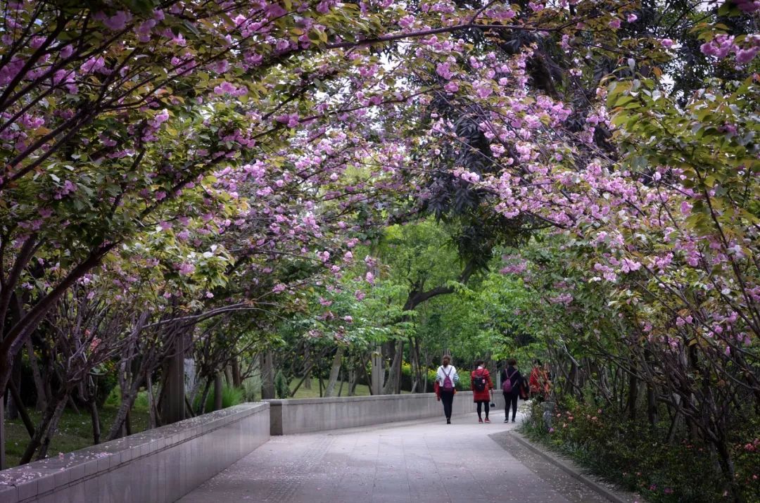 宜宾樱花基地图片