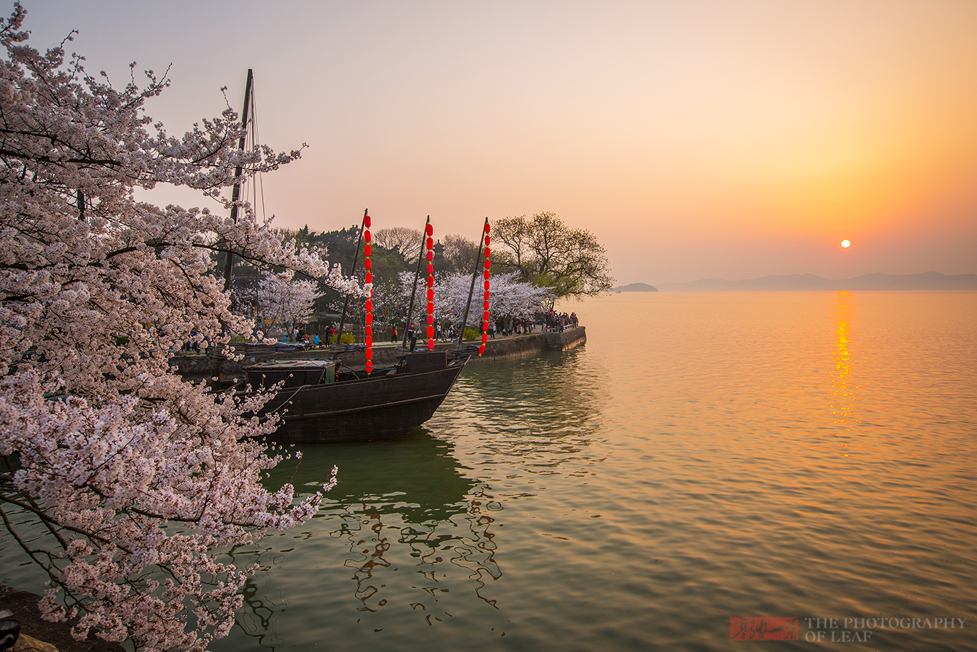 江苏鼋头渚樱花盛开中国第一赏樱地有多美游客说比日本的好看