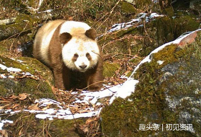 陕西再现野生棕色大熊猫你见过吗