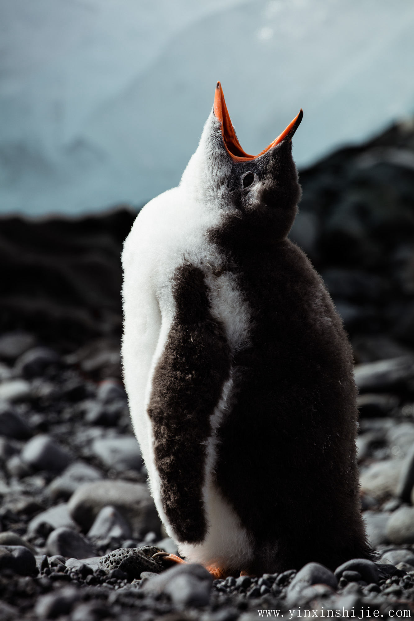 帝企鹅最深的渴望——回到南极最寒冷的地带