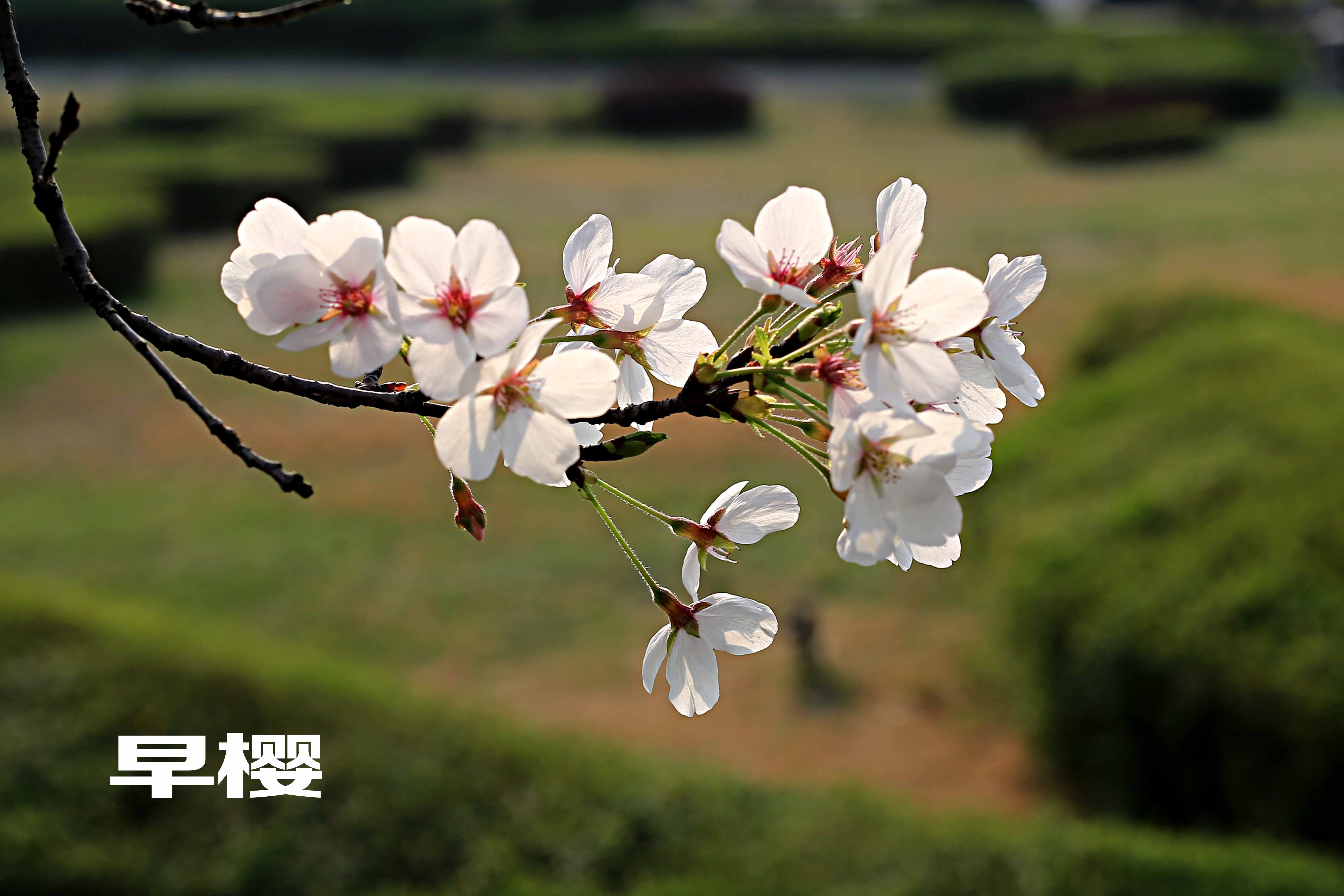我国引种的日本早樱是什么品种?它与山桃有什么区别?