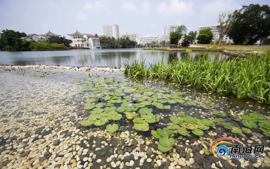 東湖沿岸的人工溼地,種植著利於水體淨化的植物.南海網記者劉洋 攝