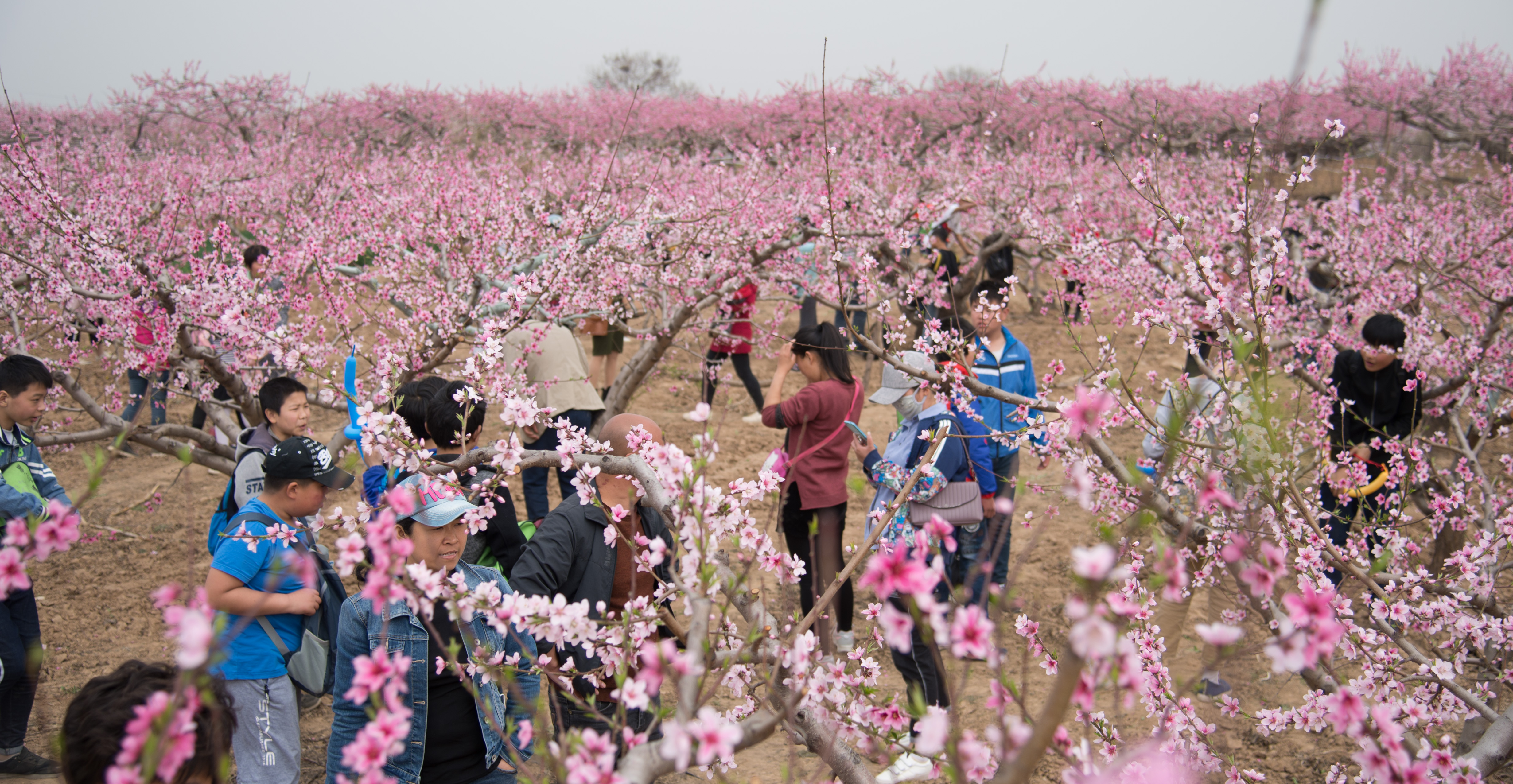 白水洋上官村桃花节图片