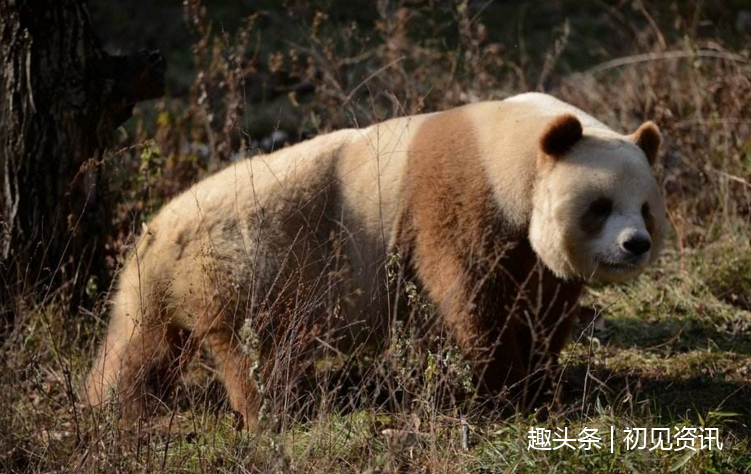 陕西再现野生棕色大熊猫你见过吗