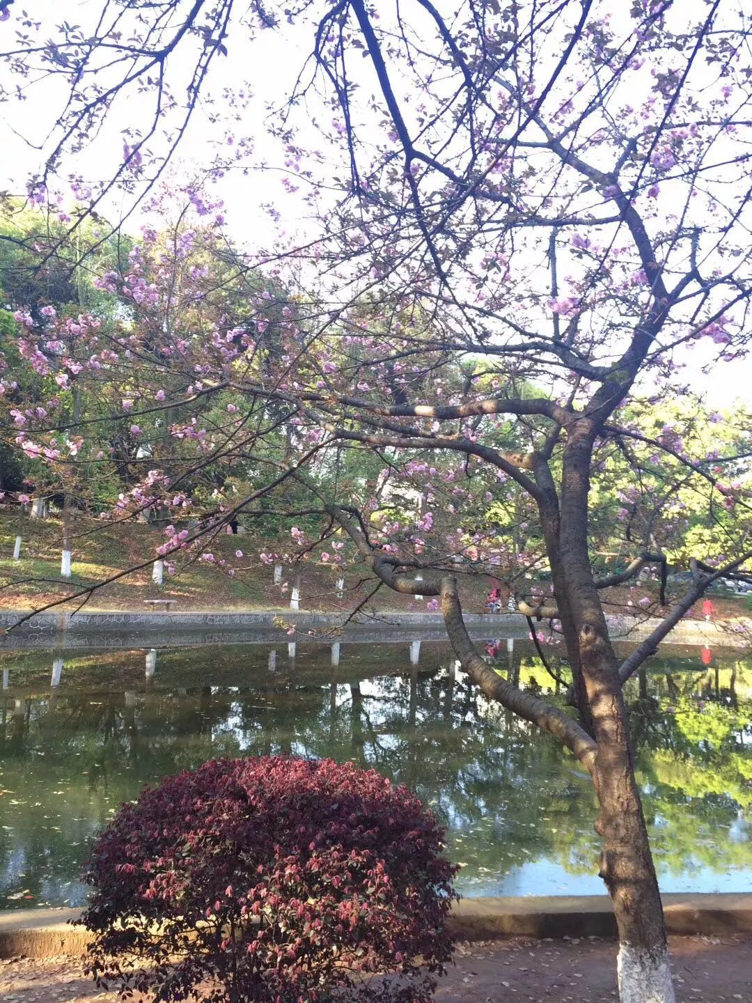 湖南科技大學要火!櫻花海太太太太太驚豔!