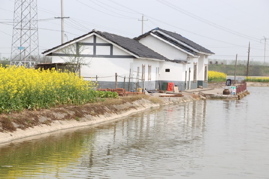 据悉,这片地方共有100多口鱼塘,1000多亩水面,都是人工建造的.