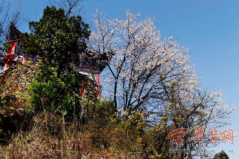 漫步竹林關 醉作桃花仙——丹鳳竹林關古鎮最全旅遊攻略