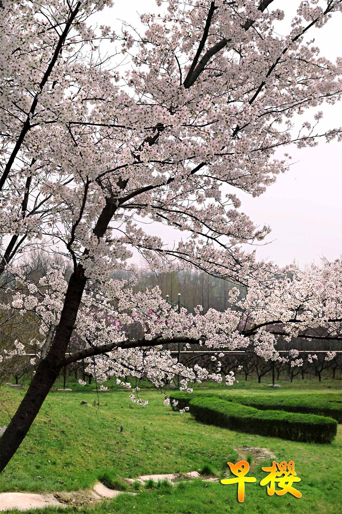 我国引种的日本早樱是什么品种?它与山桃有什么区别?
